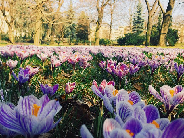 Frühling in Berlin