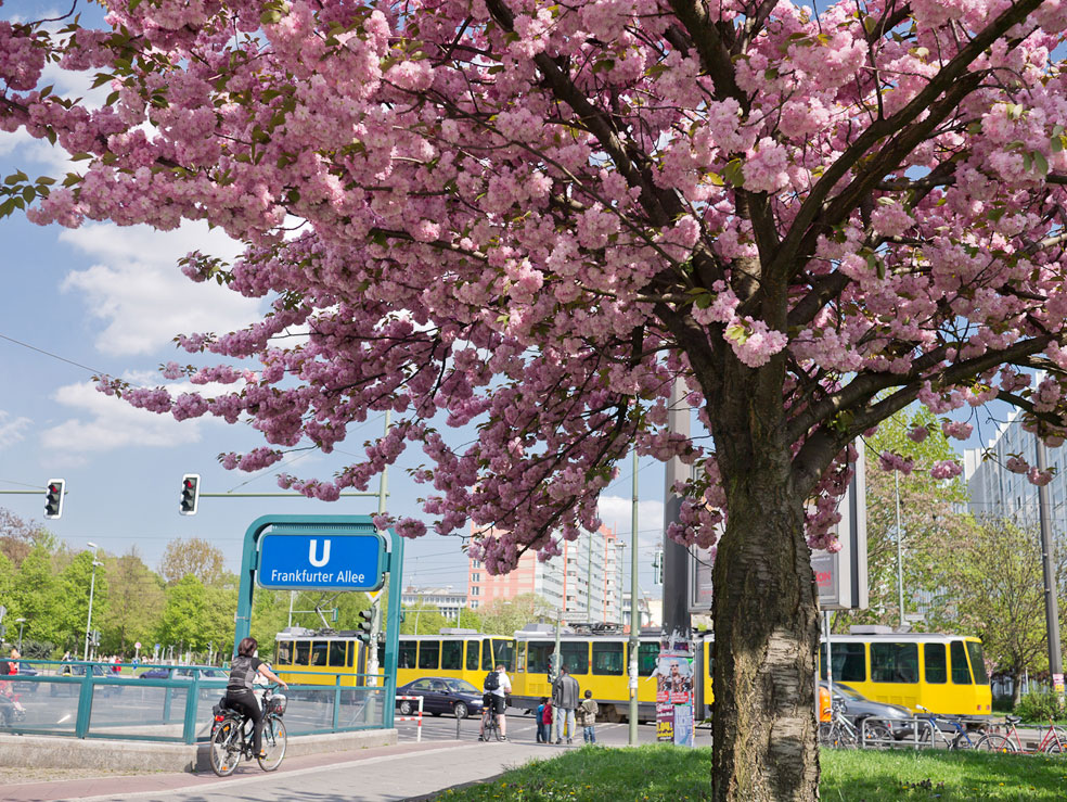 fruehling_berlin_baum_web Frühling in Berlin: Entdecke die Stadt in ihrer vollen Blüte