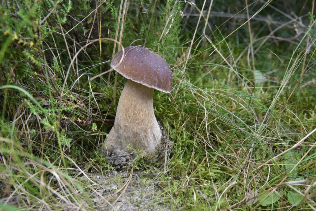 Gallenröhrling im Wald