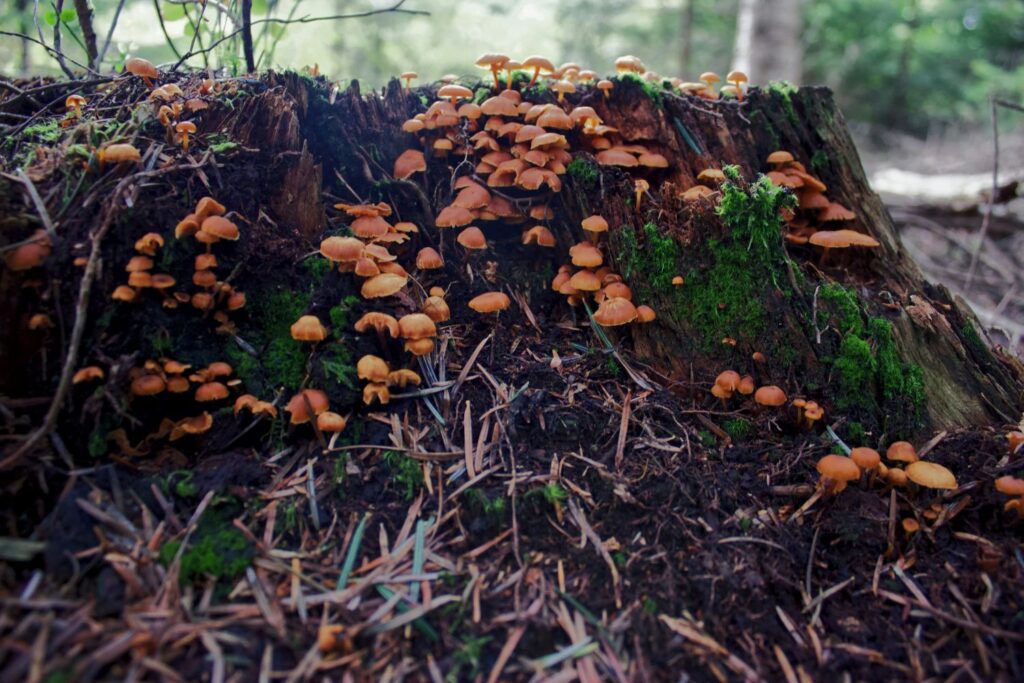 Falscher Pfifferling