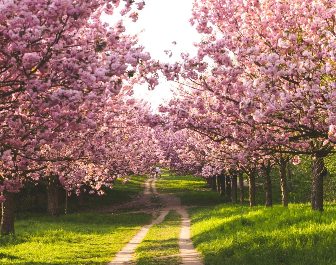 Kirschblütenallee